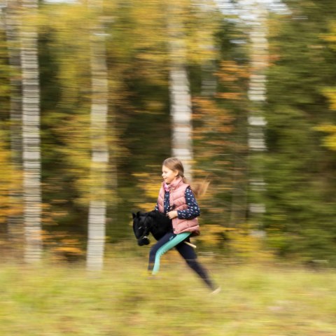 Skippi hobby horse z kantarem czarny koń A3 duży